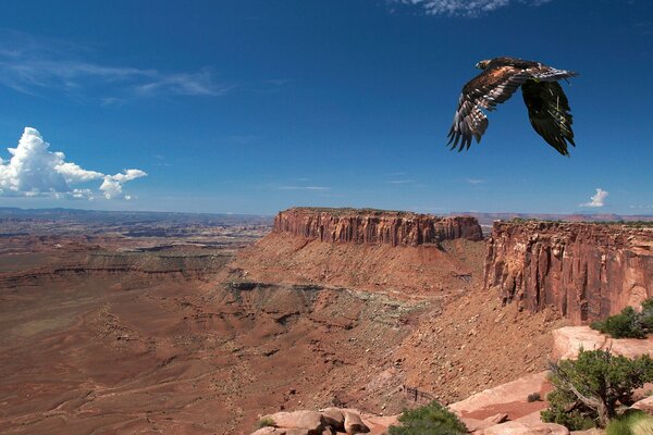 Der Vogel fliegt über die Schlucht