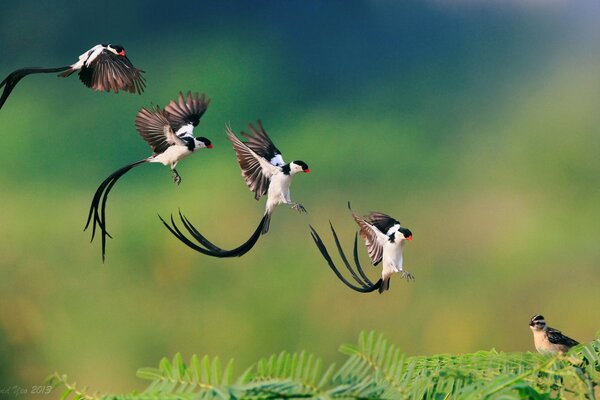 Nimble birds on a big branch