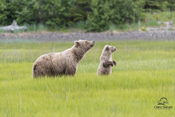 Ourse avec un ourson sur une Prairie dans le parc National