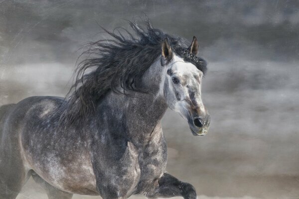 Étalon gris avec crinière au galop