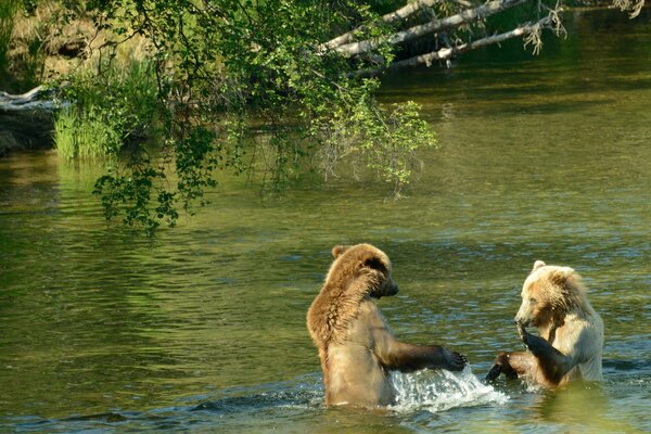 Zwei Braunbären planschen im Wasser