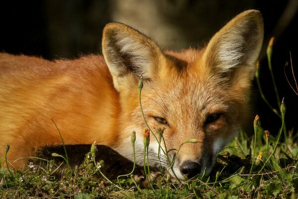 Pelirroja Vixen descansa en un claro