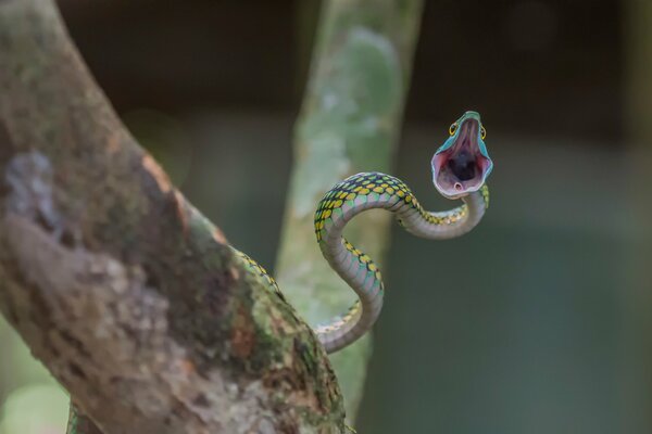 The snake attacks with its mouth open