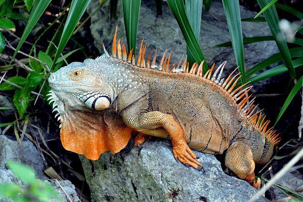 Iguana verde yace sobre una piedra en el verde