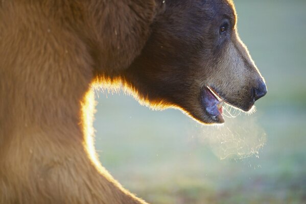 El hocico de un oso Pardo en el que brilla el sol