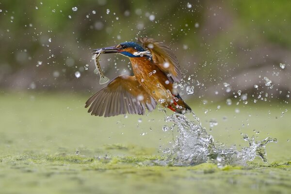 Foto pájaro cazando en el agua