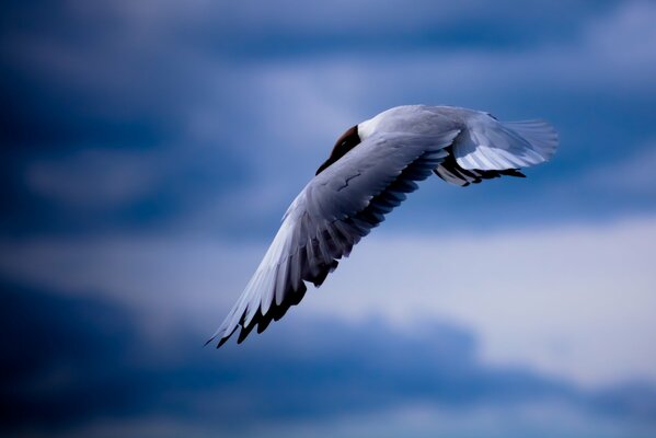 Nature photo seagull in the sky