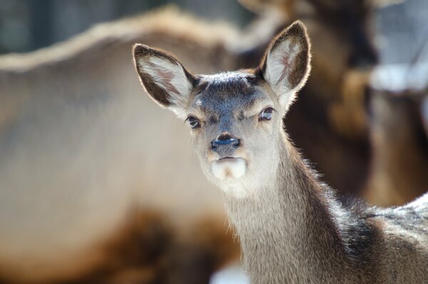 The look of a deer with ears in the forest