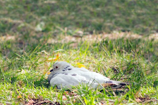 Taube sitzt im grünen Gras