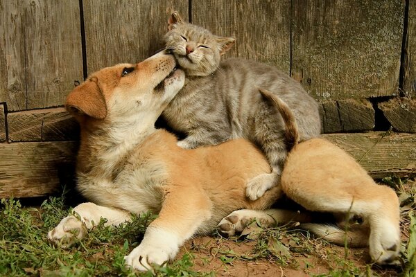 Migliori amici cucciolo e gattino