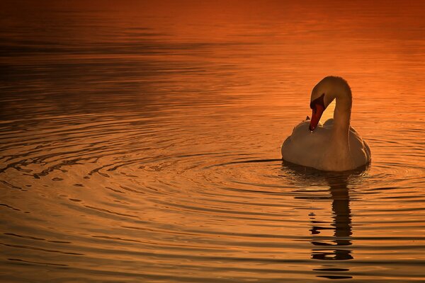 Beau cygne au coucher du soleil