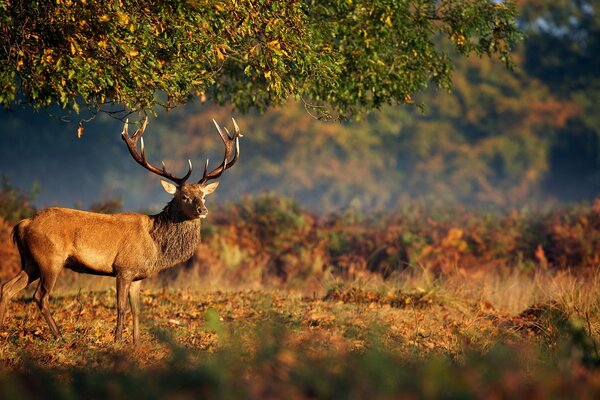 A deer with big horns basks in the sun