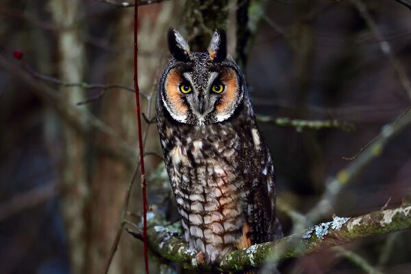 Regard envoûtant d un hibou assis sur une branche