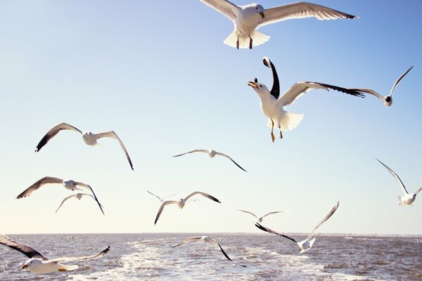 Volare sul mare, gabbiani ????