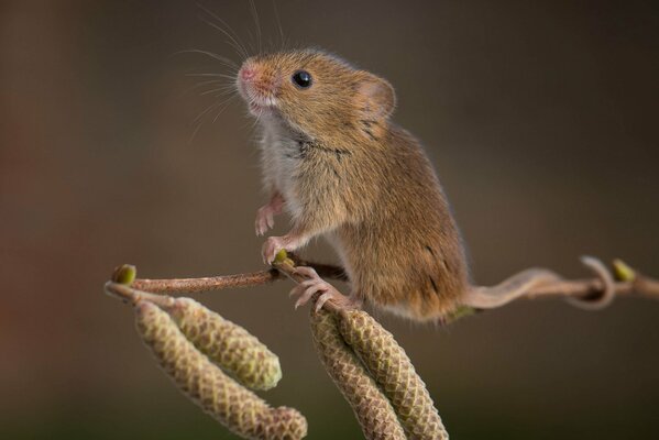 Adorable pequeño ratón sentado en una ramita de aliso