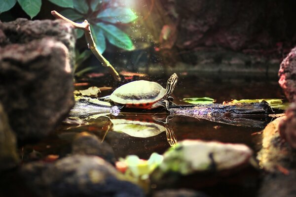 Linda tortuga tomando el sol en el estanque