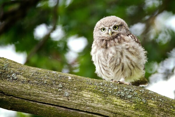 Hibou poussin assis sur une branche