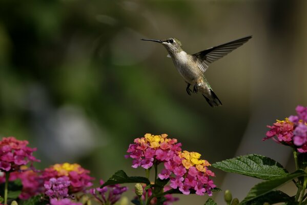 A small hummingbird flies among greenery and flowers