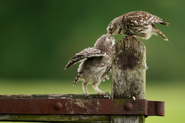 Deux poussins de hibou sur fond vert