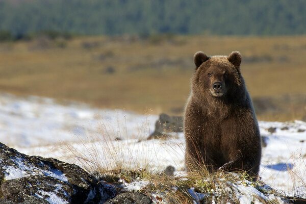 La mirada de un oso en la distancia