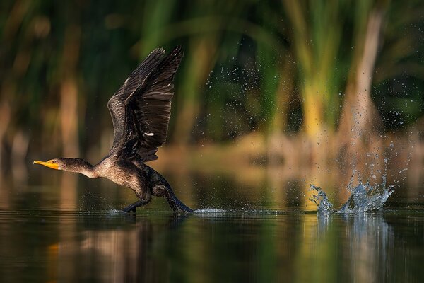 Spray from the wings of a flying bird