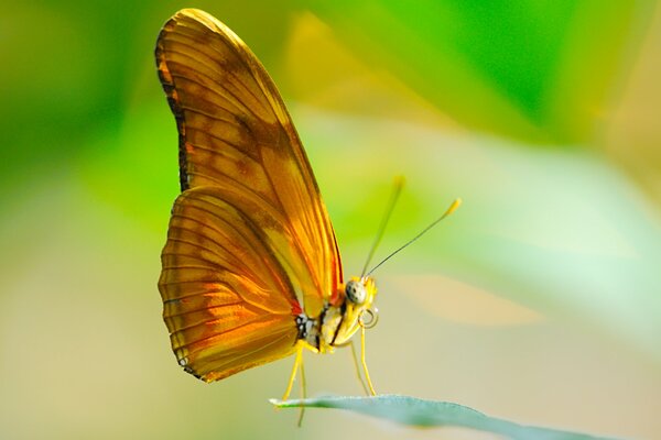 Macro shooting of a butterfly in the sun