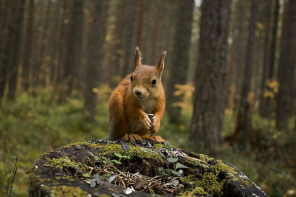 Ardilla en el cáñamo en el bosque de otoño