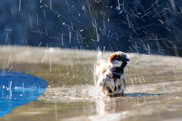 Spatzen baden in der Sommerhitze am Brunnen