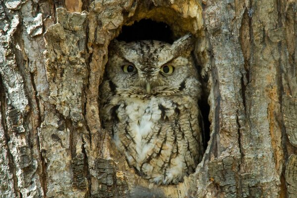 Image d un hibou dans un creux d arbre