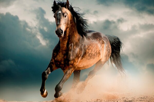 A horse gallops on the sand