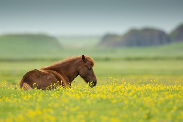 Cheval sur les fleurs jaunes