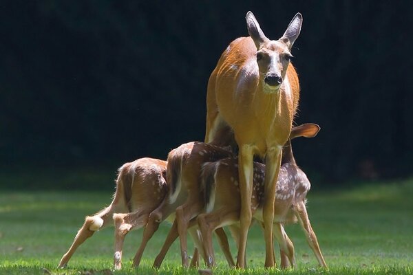 Venado con sus ciervos en un paseo