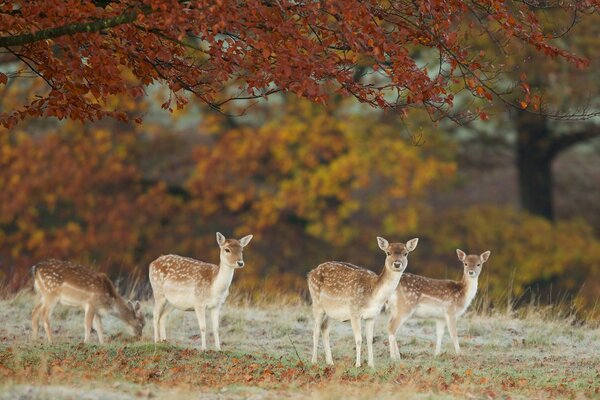 Deer graze in nature in autumn