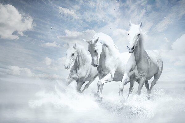 Tres caballos blancos fondos de pantalla