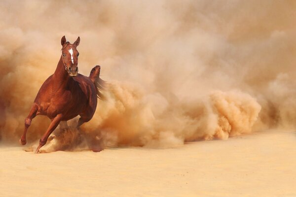 Cavallo che corre sulla sabbia