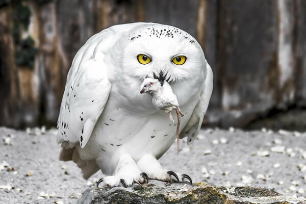 Biała sowa polarna z żółtymi oczami złapała mysz