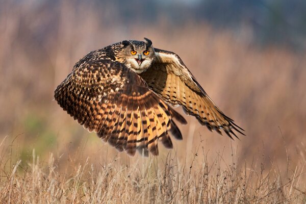 Le grand oiseau chasse beaucoup