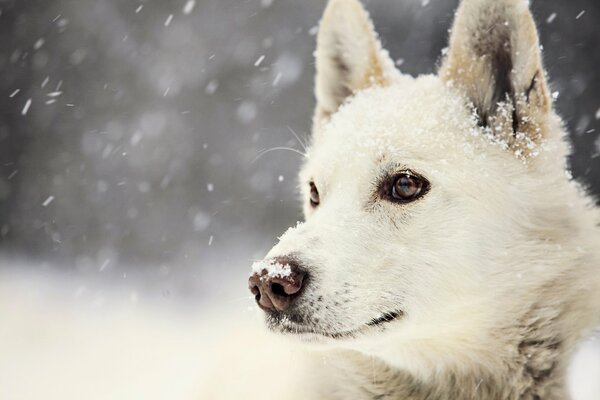 The look of a dog against a background of white snow