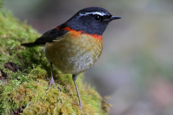 Bird moss plumage macro