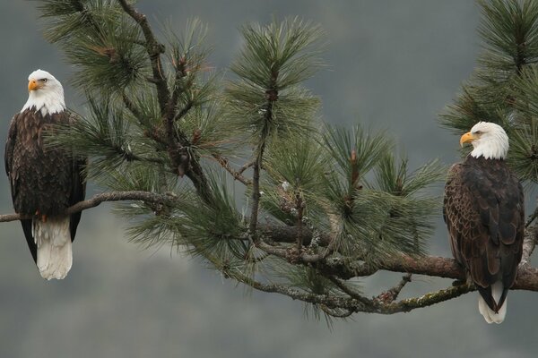 Bald eagles are sitting on a branch