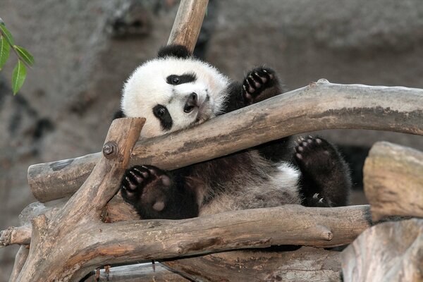 Hola, soy un Panda del zoológico