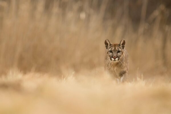 Cougar regarde le butin