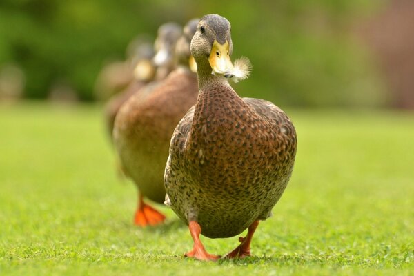 Pato caminando en el césped