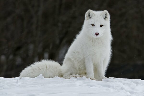 Renard blanc assis sur la neige