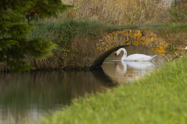 Overgrown bridge over the river, swan