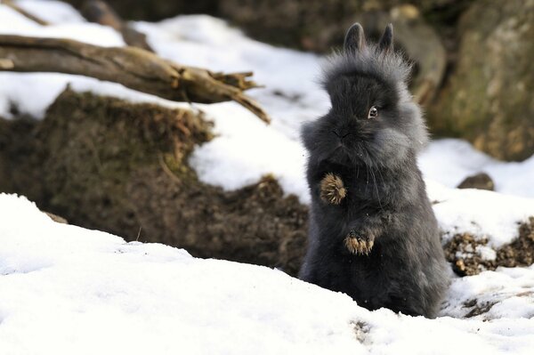 Lapin moelleux sur la neige