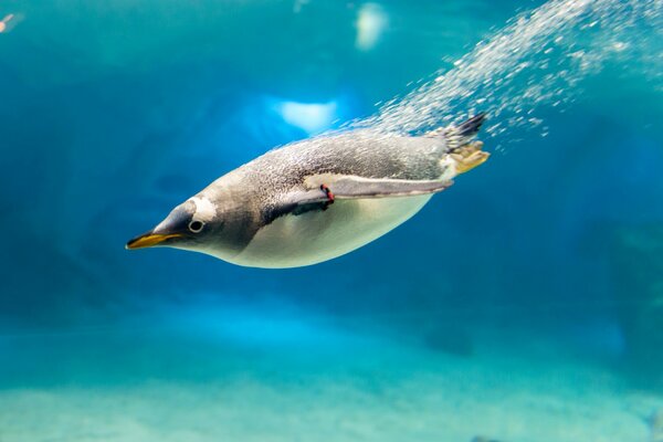 Pinguino subacqueo con bolle d acqua