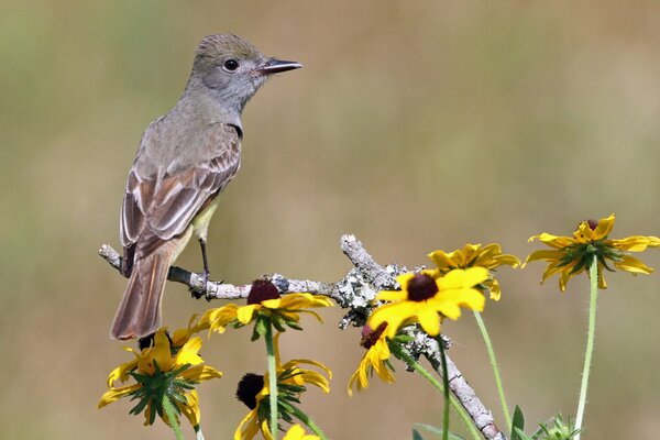 Oiseau assis tranquillement sur les fleurs jaunes