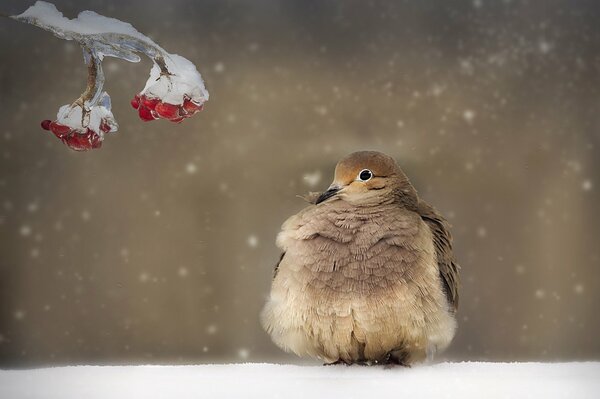 Ein Vogel sitzt im Schnee in der Nähe eines Zweigs mit Beeren