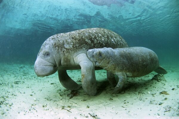 Female dugong with a child in the sea